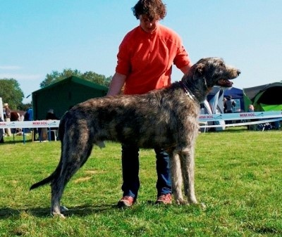 ballalyn's Barlow's take that - 1 EXC, Jgd.CAC, Jgd.VDH