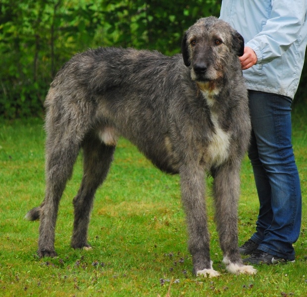 Cherkann du jardin de delight - 2 EXC, Res.CAC, Res.VDH