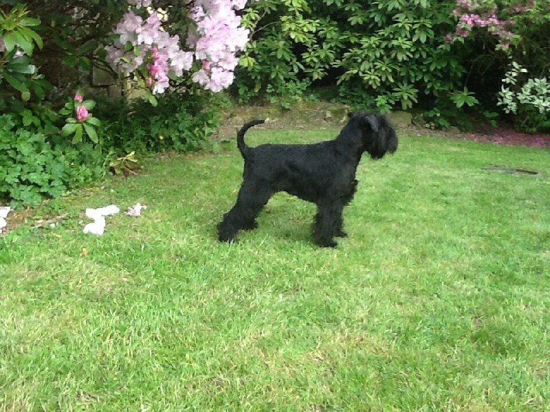 Lili marlene dimontegentile - 1er Excellente classe intermédiaire VICE CHAMPIONNE de FRANCE RCAC et RCACIB