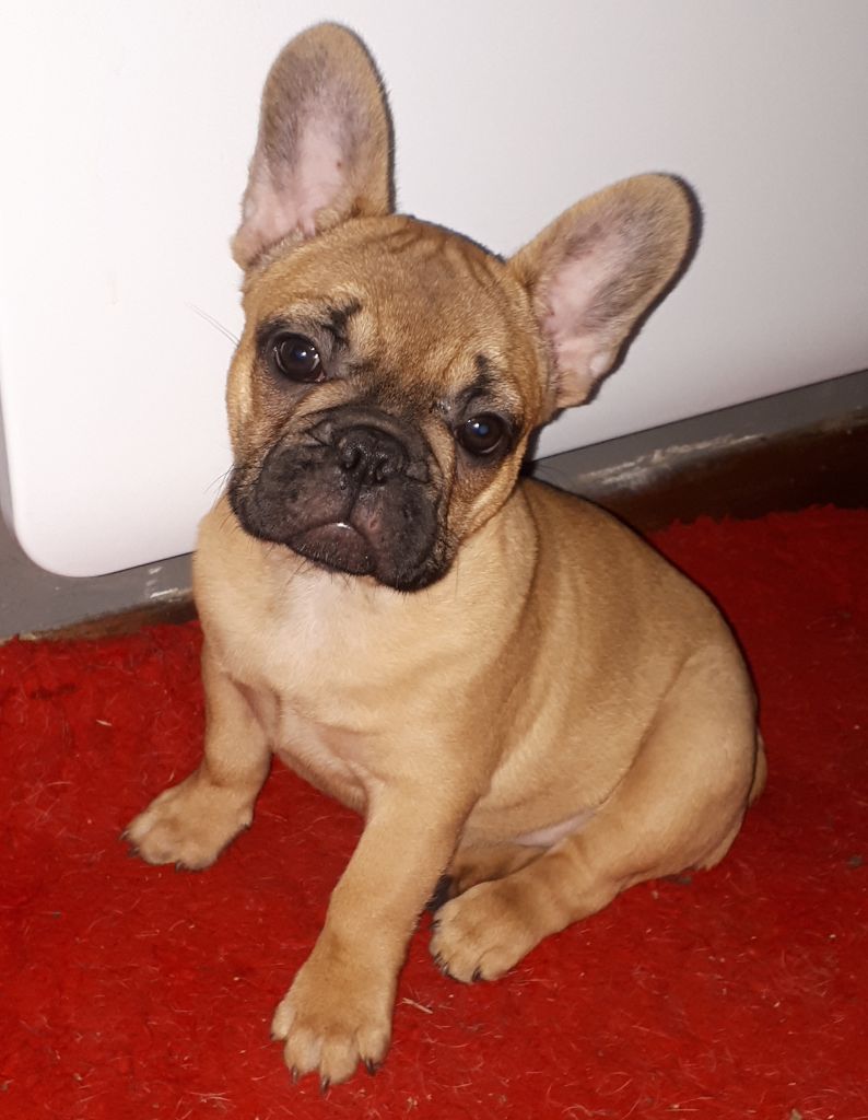 Chiot Elevage Du Paradis Des Anges Malicieux Eleveur De Chiens Bouledogue Francais