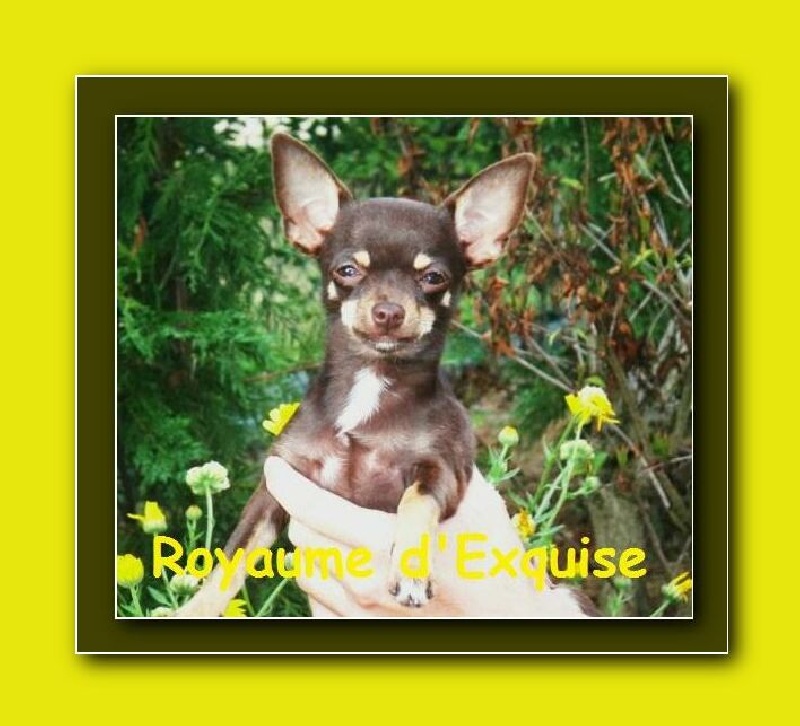 Publication : Du Royaume D'exquise