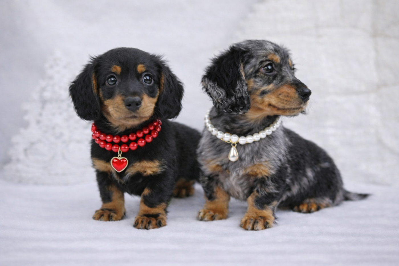 Teckel poil long - Du Royaume D'exquise