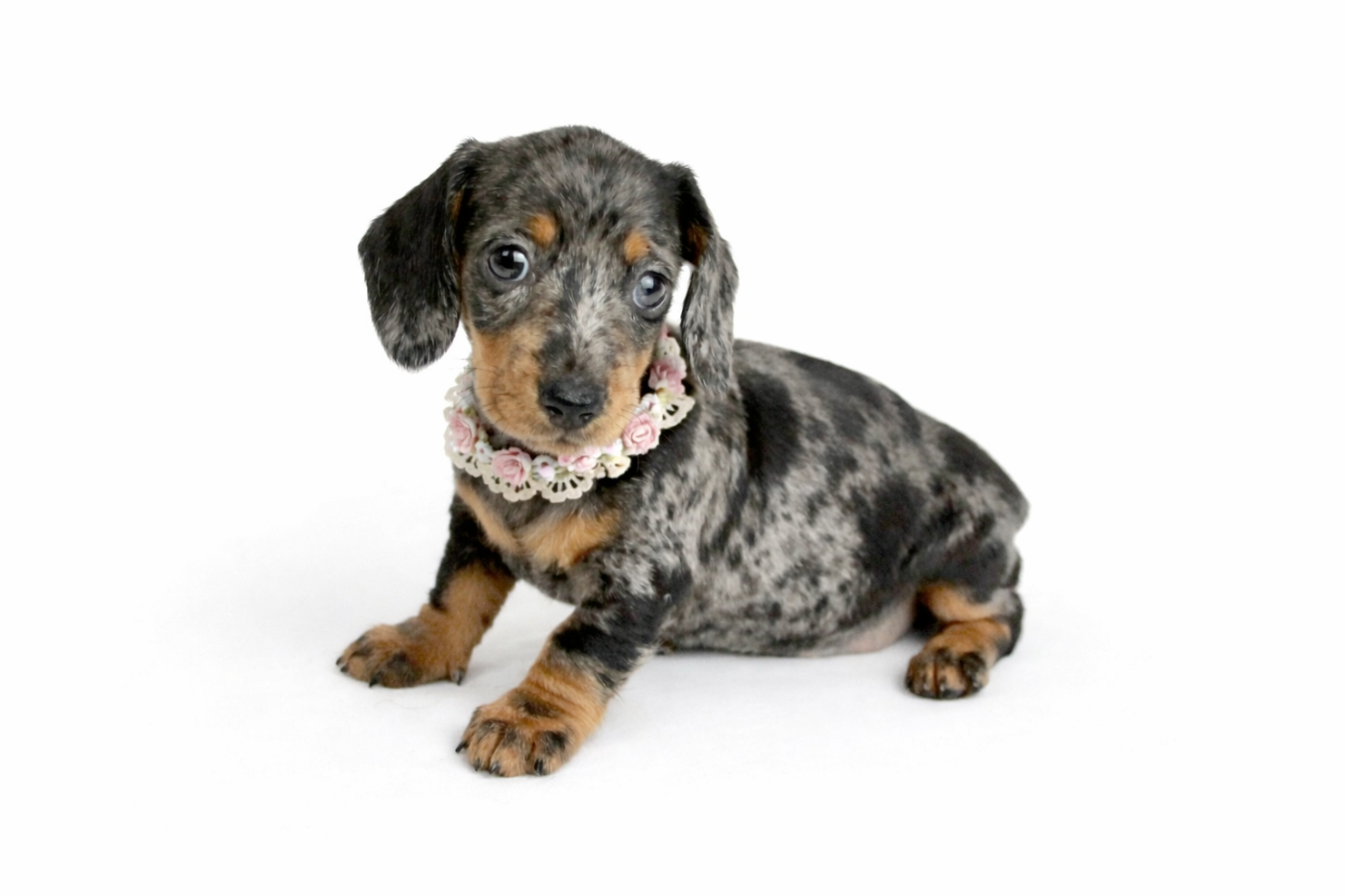 CHIOT 1 - Teckel poil ras