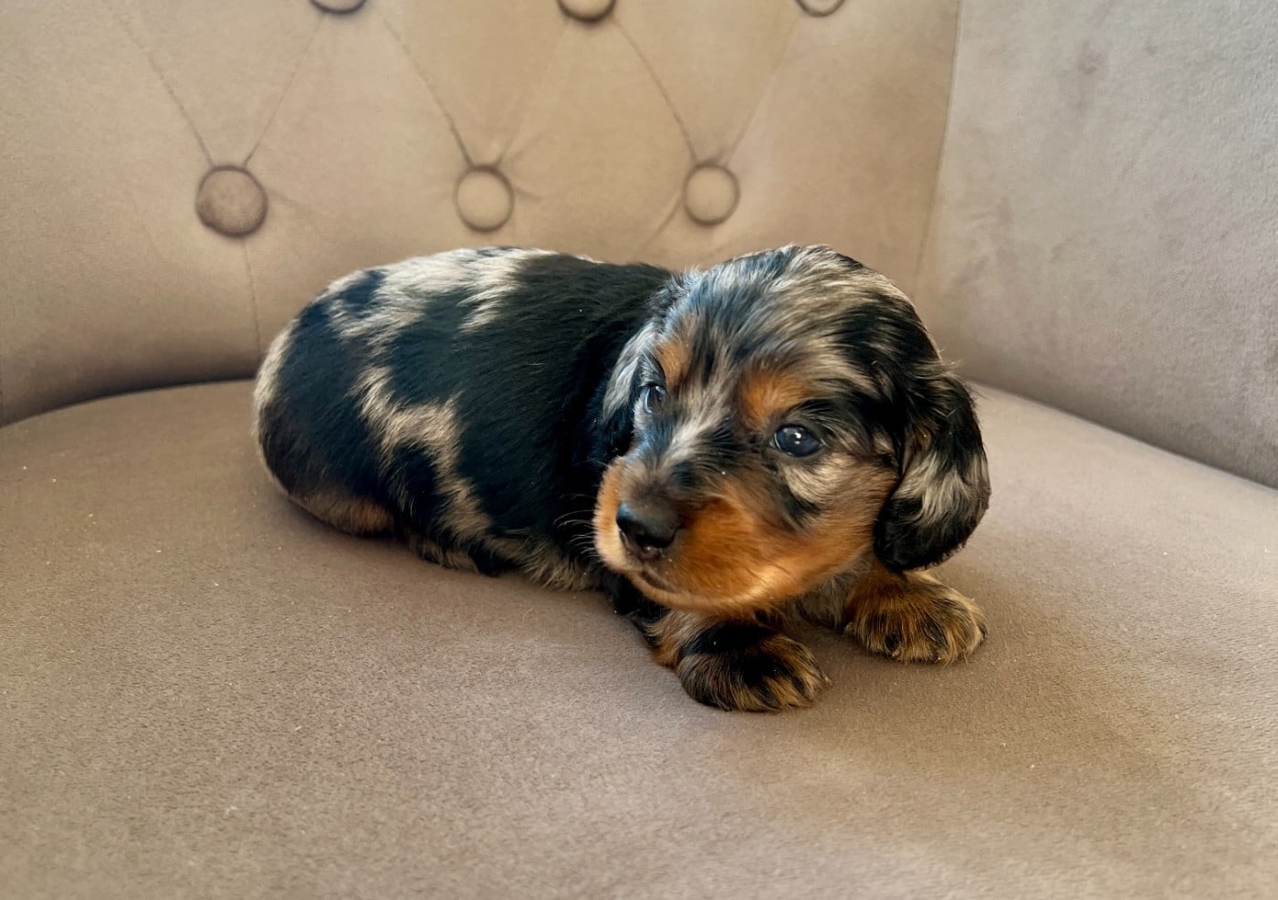 Chiot N°1