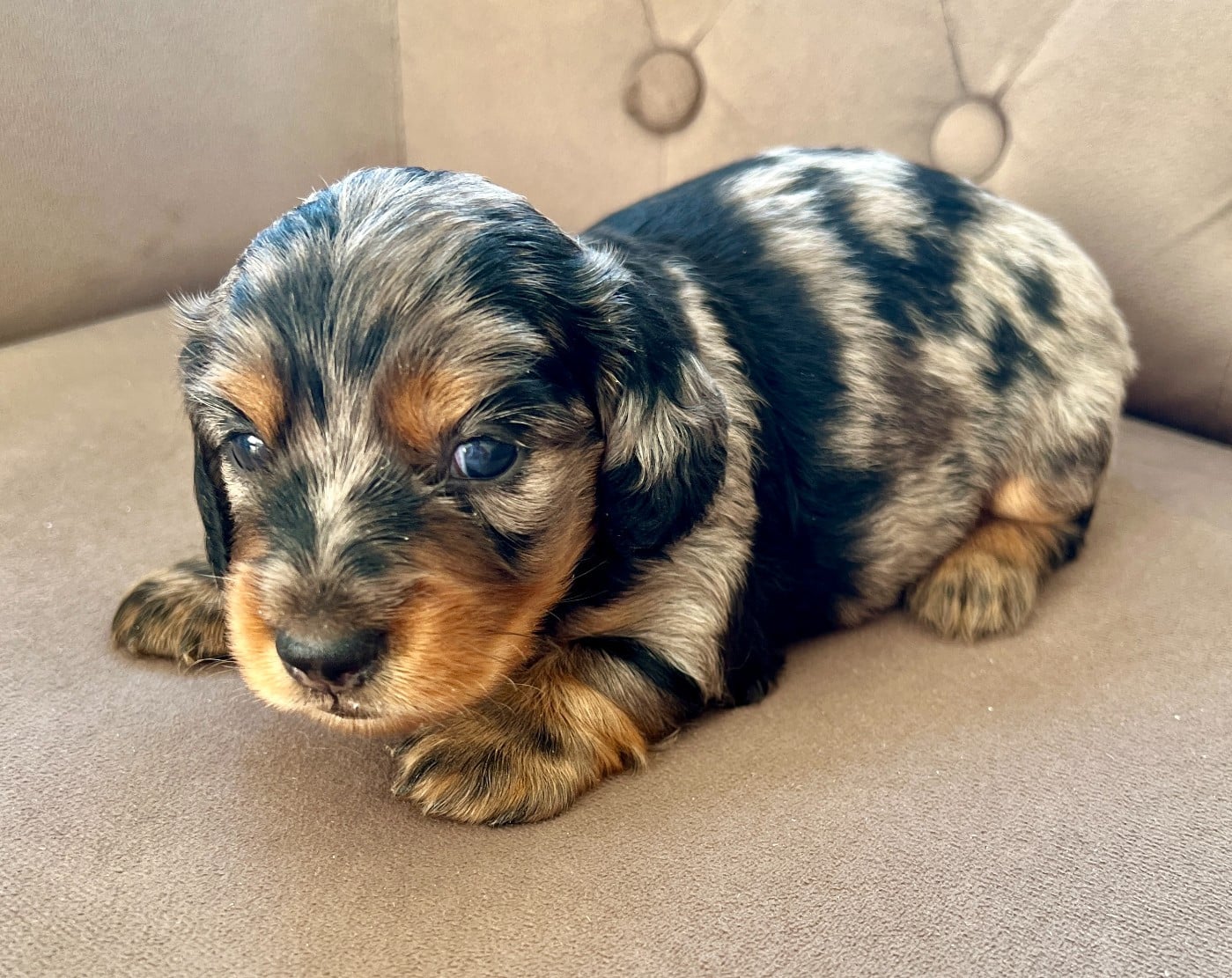 Chiot N°1