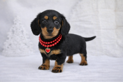 Les chiots de Teckel poil long