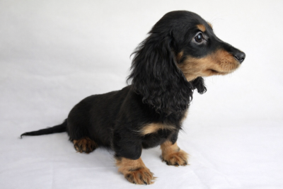 Les chiots de Teckel poil long