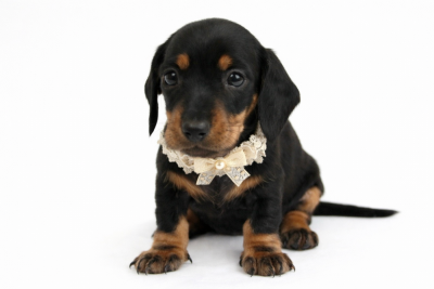 Les chiots de Teckel poil ras