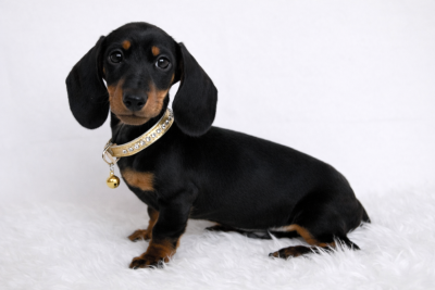 Les chiots de Teckel poil ras