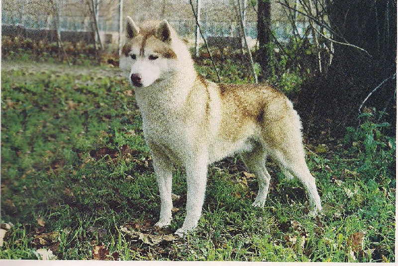 Publication : De la vallee de morava