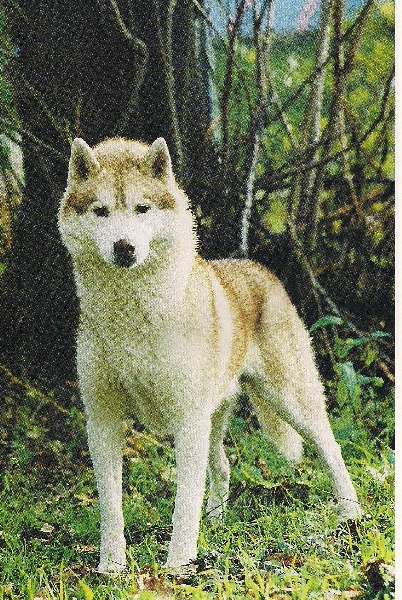 Publication : De la vallee de morava