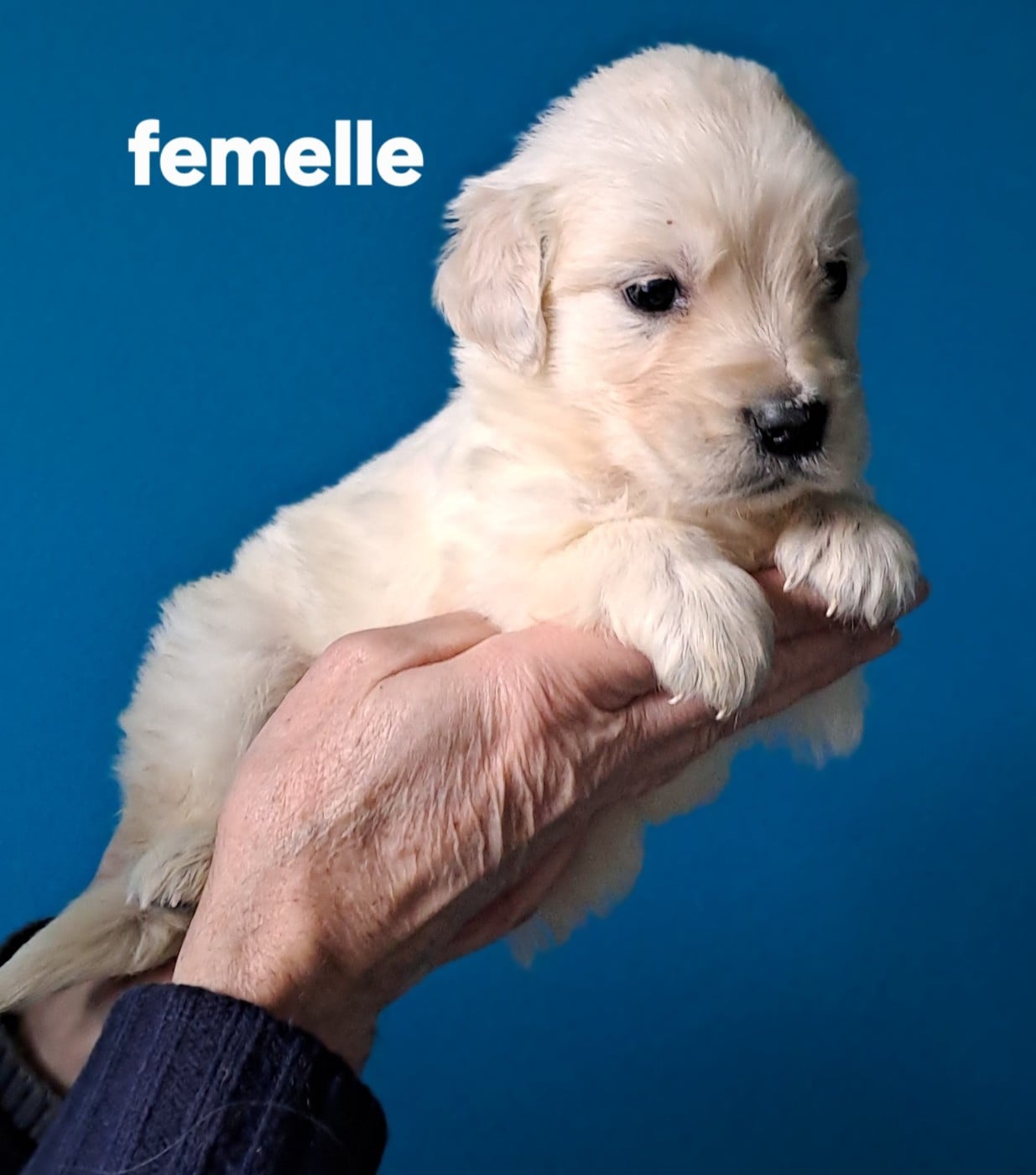 CHIOT 1 - Golden Retriever