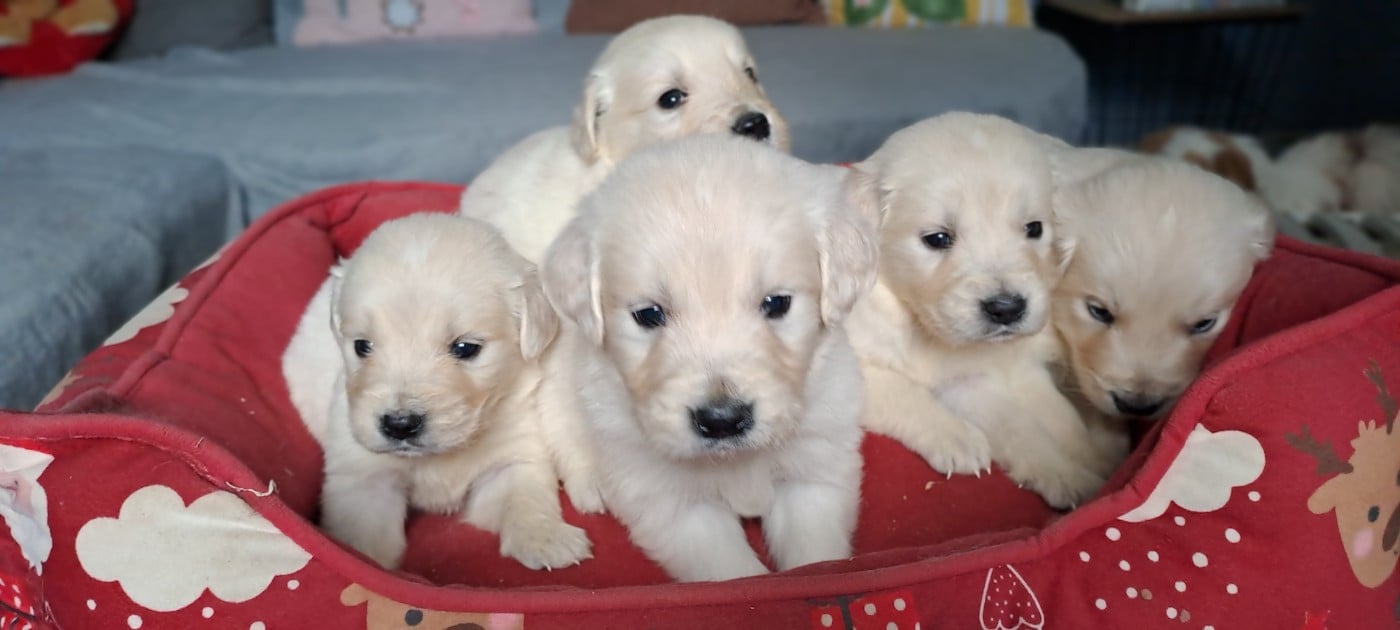 CHIOT 2 - Golden Retriever