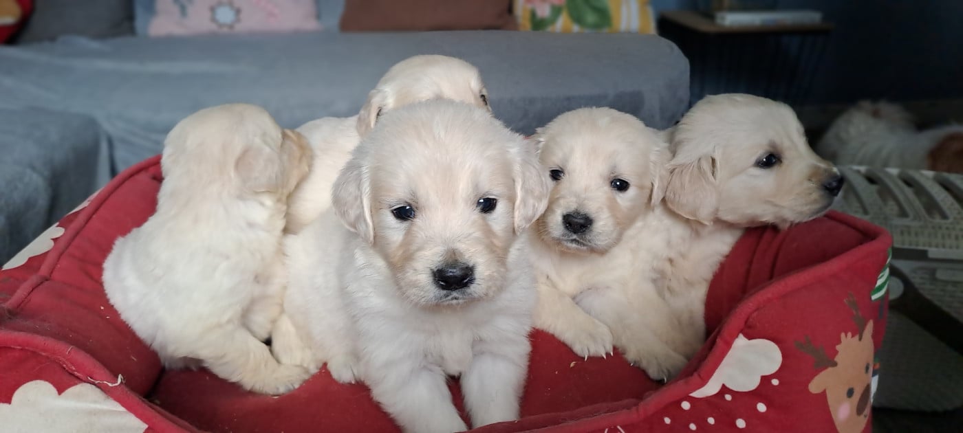 CHIOT 3 - Golden Retriever