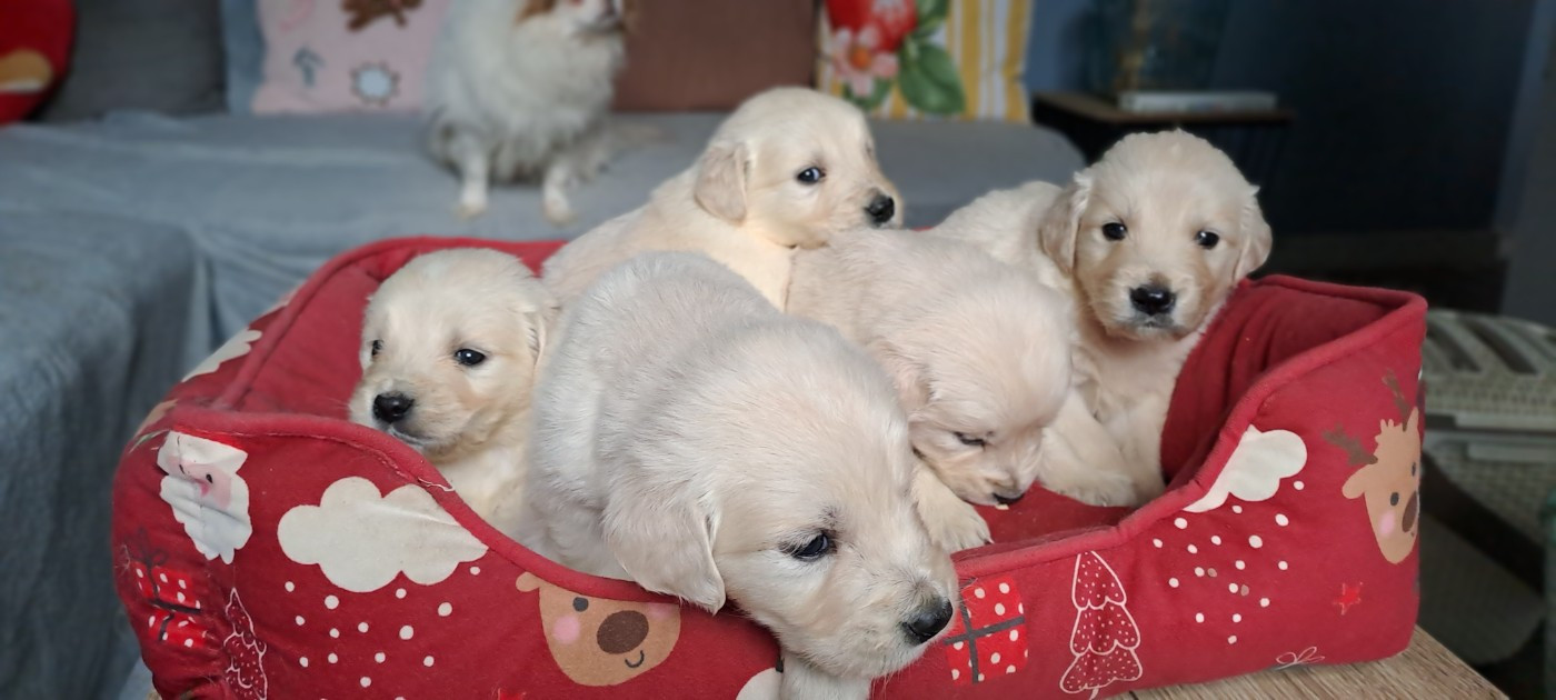 CHIOT 4 - Golden Retriever