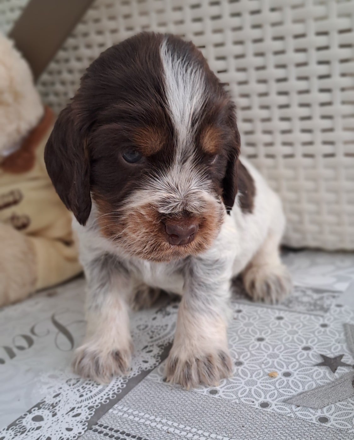 Chiot N°1 - Cocker Spaniel Anglais
