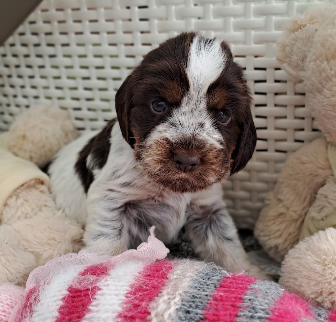 Chiot N°3 - Cocker Spaniel Anglais