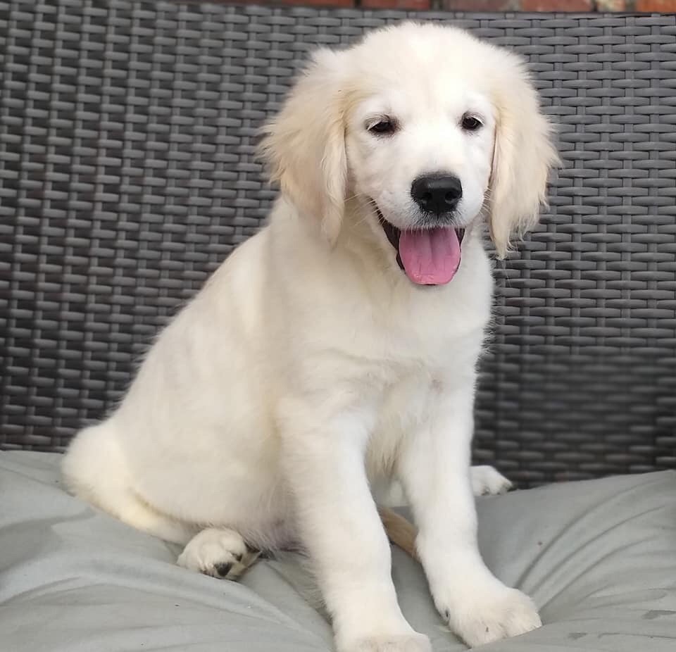 Chiot Golden Retriever, mâle disponible en HautsdeFrance