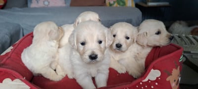 Les chiots de Golden Retriever