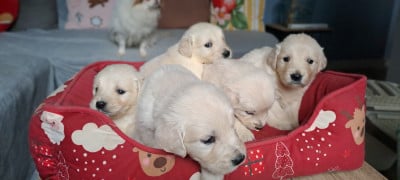 Les chiots de Golden Retriever