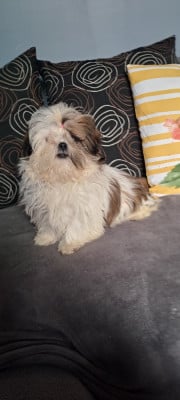 Les chiots de Shih Tzu