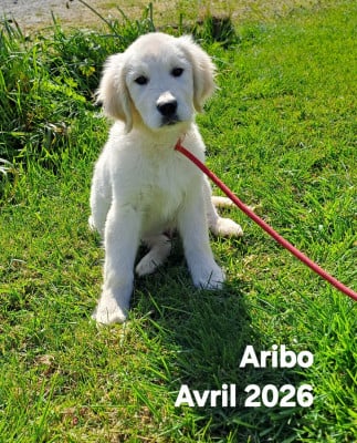 Les chiots de Golden Retriever