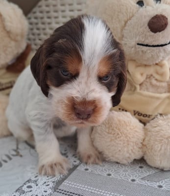 Les chiots de Cocker Spaniel Anglais