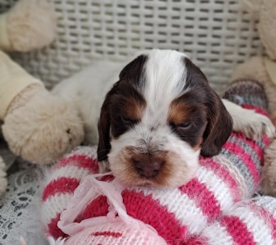 Les chiots de Cocker Spaniel Anglais
