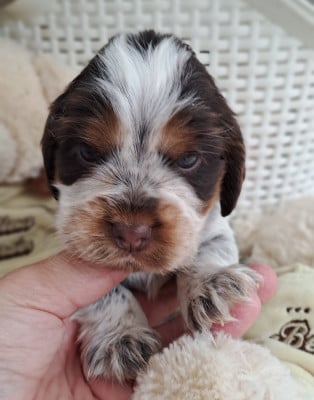 Les chiots de Cocker Spaniel Anglais