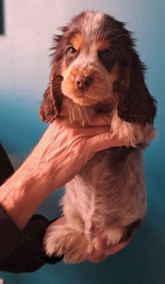 Les chiots de Cocker Spaniel Anglais