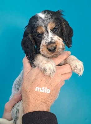 Les chiots de Cocker Spaniel Anglais