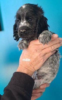 Les chiots de Cocker Spaniel Anglais
