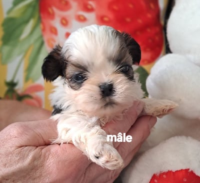 Les chiots de Shih Tzu