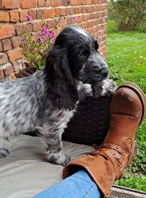 Les chiots de Cocker Spaniel Anglais