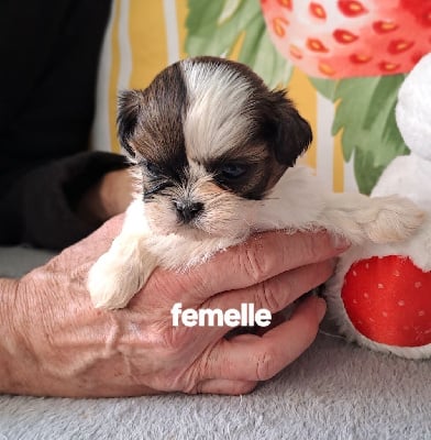 Les chiots de Shih Tzu