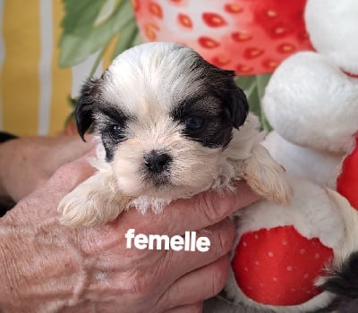 CHIOT 4 - Shih Tzu