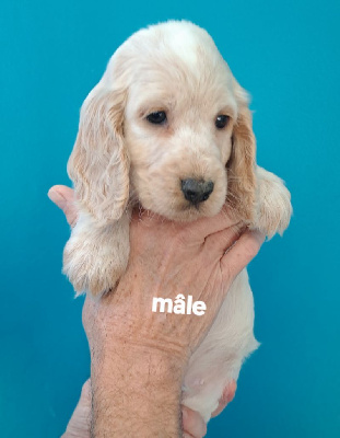 Les chiots de Cocker Spaniel Anglais