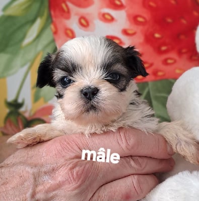 Shih Tzu