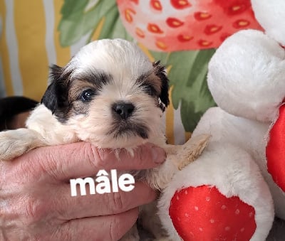 Les chiots de Shih Tzu