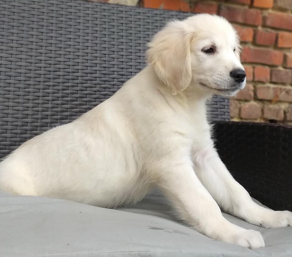Chiot Golden Retriever, mâle disponible en HautsdeFrance