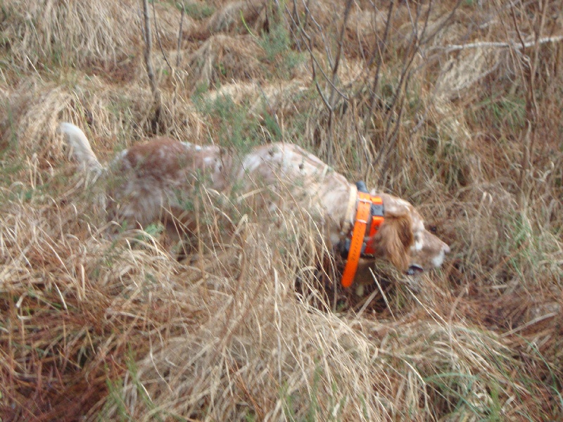 Publication : Del Veneria Auteur : jean daval