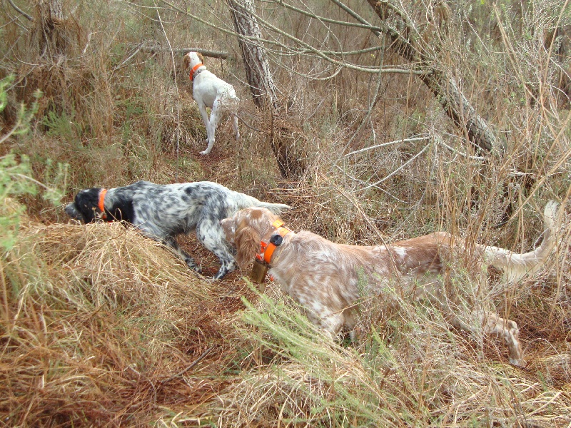 Publication : Del Veneria Auteur : jean daval