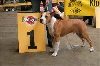 Zero Tolerance Gladstone - 1e veelbelovend,beste puppy