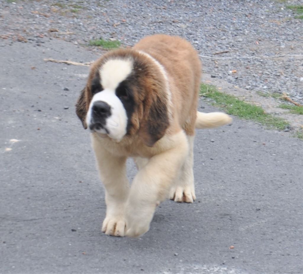 Thalea Bulls - Chien du Saint-Bernard - Portée née le 30/04/2018