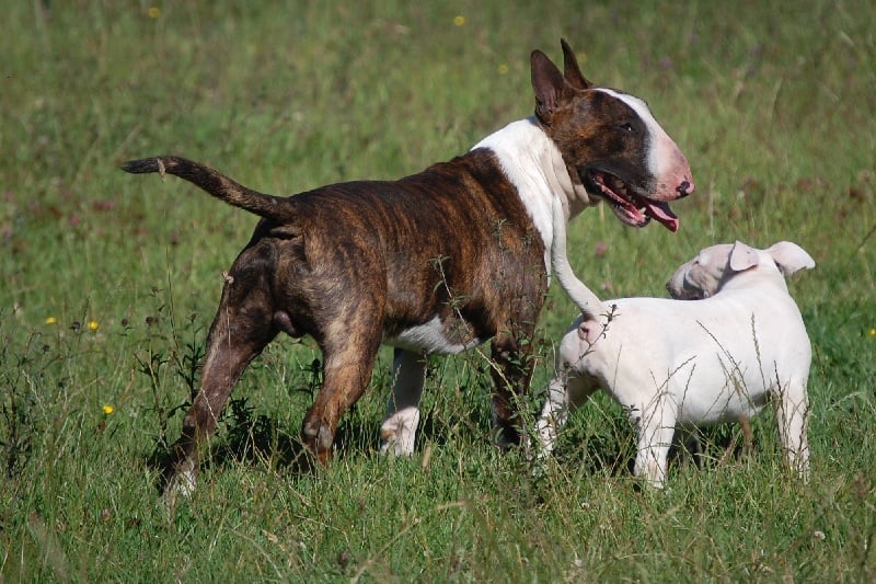 Publication : de la Tribu Parisii Auteur : Poinson