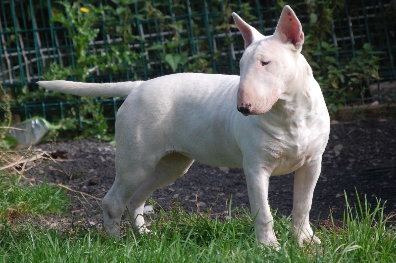 Publication : de la Tribu Parisii Auteur : Poinson