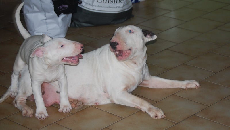 Publication : de la Tribu Parisii Auteur : Poinson