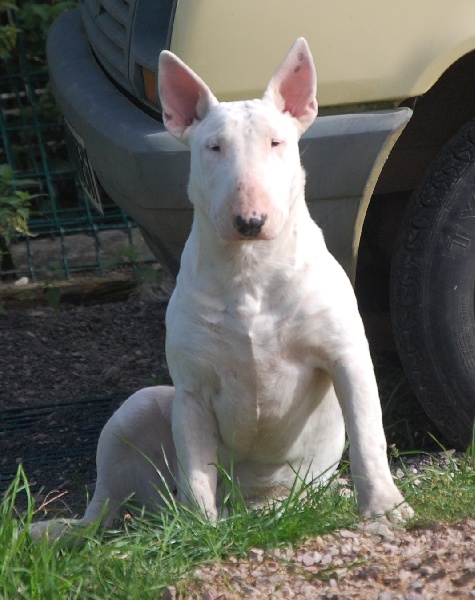 Publication : de la Tribu Parisii Auteur : Poinson