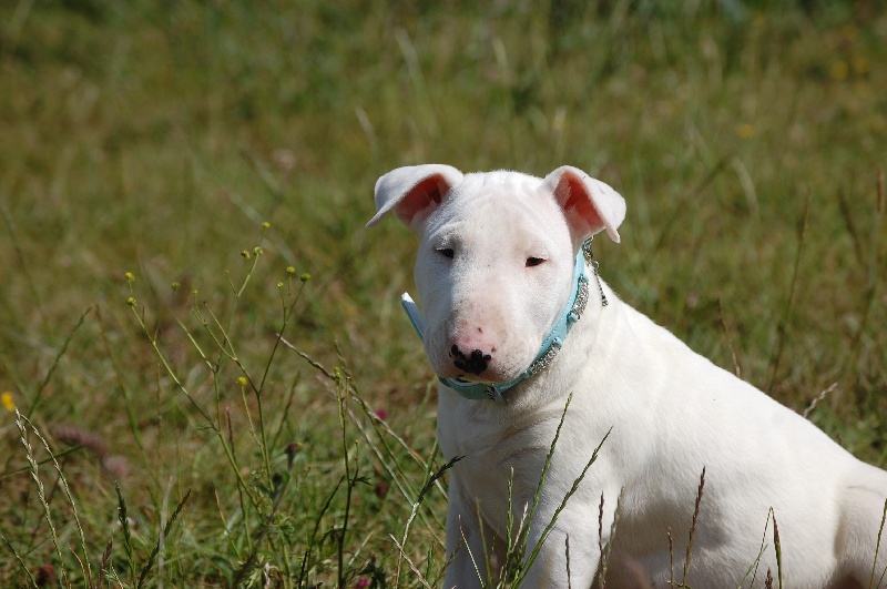 Publication : de la Tribu Parisii Auteur : Poinson
