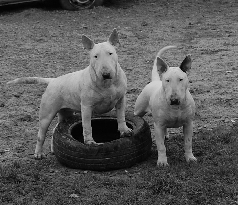 Publication : de la Tribu Parisii Auteur : Poinson